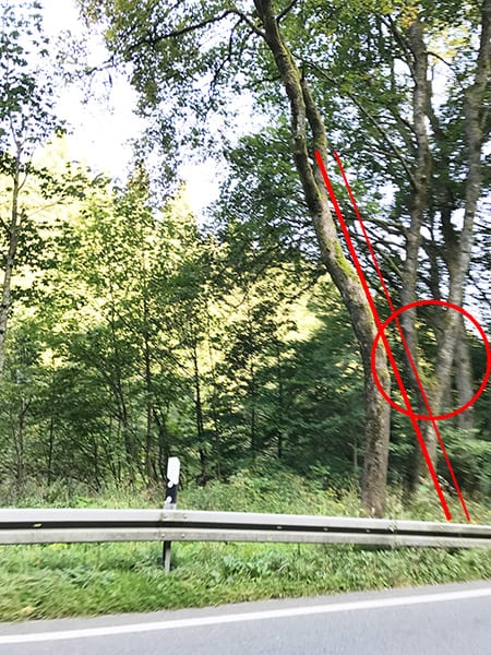 baum_wasserader_schraeg1